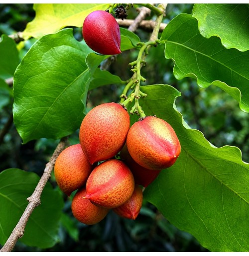 Peanut Butter Fruit 